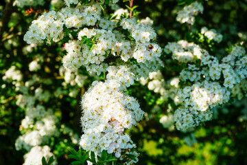 Close up of hawthorn tree flowers
