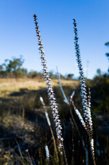 Native Australian Wildflowers Blooming Under Clear Sky