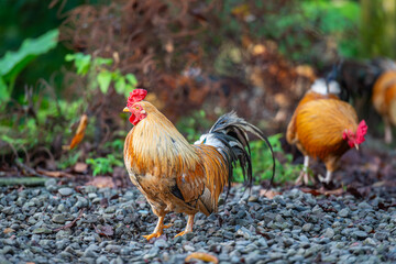 Some energetic roosters roam freely in the mountains, surrounded by lush greenery and stone walls. The chickens display their colorful feathers. New Taipei City, Taiwan.