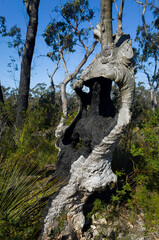 Burnt Tree Trunk in Australian Bushland