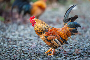 Some energetic roosters roam freely in the mountains, surrounded by lush greenery and stone walls. The chickens display their colorful feathers. New Taipei City, Taiwan.