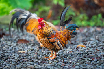 Some energetic roosters roam freely in the mountains, surrounded by lush greenery and stone walls. The chickens display their colorful feathers. New Taipei City, Taiwan.