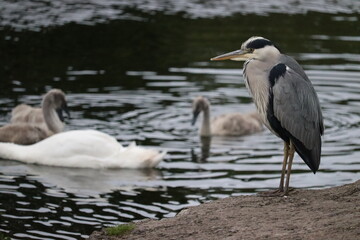 Heron in Ireland