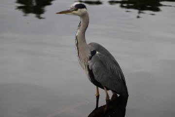Heron in Ireland