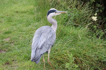 Heron in Ireland