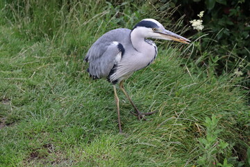 Fototapeta premium Heron in Ireland