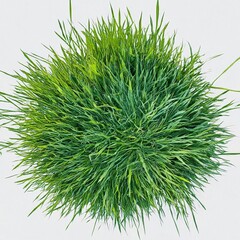 Freshly cut green grass forming a perfect circle on white background