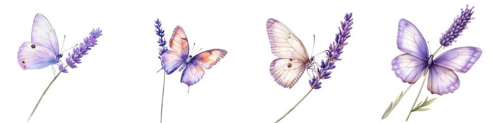 Stunning image of several delicate purple butterflies gracefully fluttering and landing among the vibrant purple blooms of a lavender field in a serene pastoral spring meadow setting  The soft