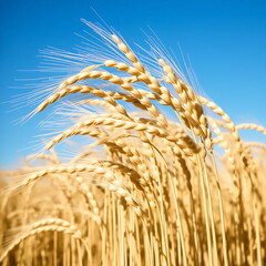 wheat field with blue sky
