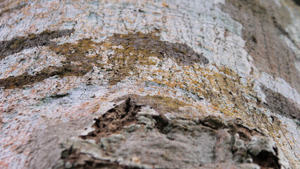 Closeup of the rough trunk of a tree