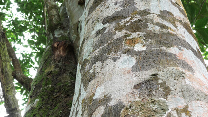 Closeup of the rough trunk of a tree