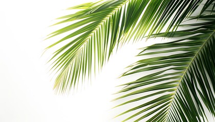 Obraz premium Green palm leaves isolated on white background with copy space for text.