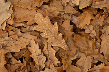Autumn background. Fallen oak leaves with rain drops close up in forest, abstract natural backdrop, top view