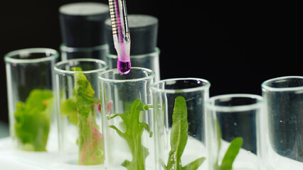Macroshooting of test tubes with plants, they add the drug. Genetic modifications concept