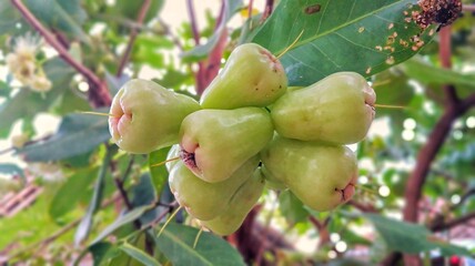 The image shows a cluster of light green, bell-shaped fruit hanging from a tree branch. These fruits are commonly known as water guava or water guava (Syzygium aqueum). 