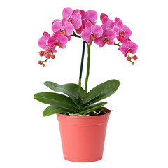 Vibrant Pink Orchid Flowering Plant in Coral Pot for Home or Office Decor  Lush tropical foliage and delicate blooms make this houseplant a perfect addition to any indoor space