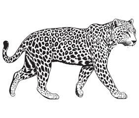 Silhouette of a leopard vector 
