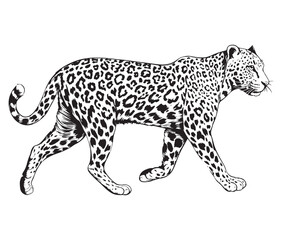 Silhouette of a leopard vector 