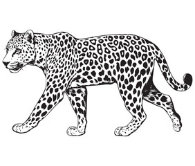Silhouette of a leopard vector 