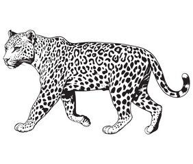 Silhouette of a leopard vector 
