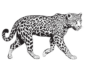 Silhouette of a leopard vector 