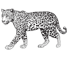 Silhouette of a leopard vector 