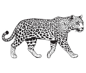 Silhouette of a leopard vector 