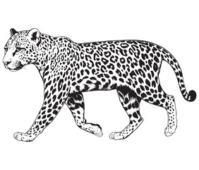 Silhouette of a leopard vector 