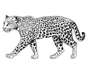 Silhouette of a leopard vector 