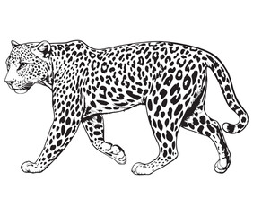 Silhouette of a leopard vector 