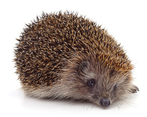Obraz premium One big brown hedgehog.