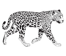 Silhouette of a leopard vector 