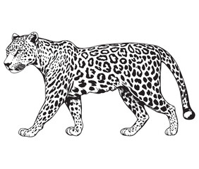 Silhouette of a leopard vector 