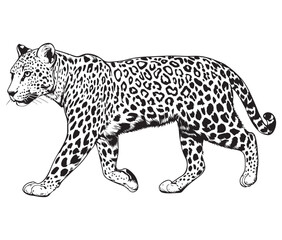 Silhouette of a leopard vector 