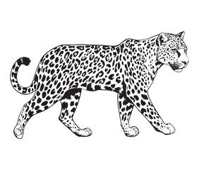 Silhouette of a leopard vector 