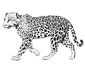 Silhouette of a leopard vector  © Md.Riaz