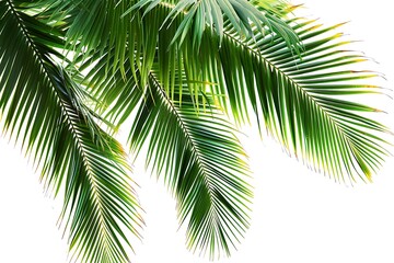 Fototapeta premium Green palm leaves isolated on white background with copy space for text.