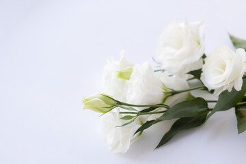 White eustoma flowers on a white background.