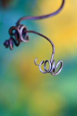 pętelka winorośli na kolorowym tle - makro obraz z ogrodu.