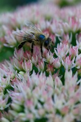 Rochodnik ma różowe kwiaty i kwitna pięknie. Pszczoła na kwiatach. Kwitnący ogrod, jesienny ogród kwiatowy
