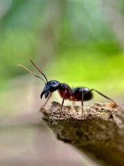 Close-up of weaver ants, weaver ants or rangrang ants, and macro weaver ants in a green leaf. A black ant on dark green leaf 