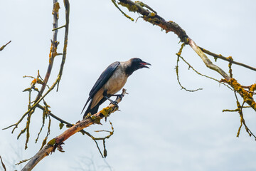 Grey crow sitting on dry tree branches. Bird in the wild against the sky