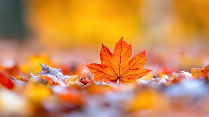 A single red maple leaf is surrounded by a sea of orange and yellow leaves, AI