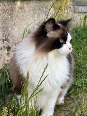 luxurious fluffy ragdoll bicolor cat brown and white with blue eyes sits and sniffs the area on a summer day on the grass