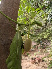 Baby jackfruit on a jackfruit tree