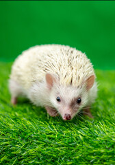 The hedgehog runs on the grass. A happy animal on a green background looks at the screen. Wild animal on the green lawn free.