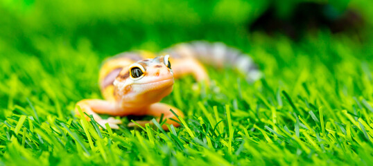 Lizard Eublepharis on a green lawn. Reptile gecko is yellow-spotted. Exotic tropical animal in the...