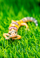 Lizard Eublepharis on a green lawn. Reptile gecko is yellow-spotted. Exotic tropical animal in the wild on the grass. smiling animal