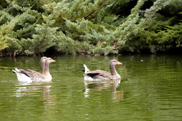 duck, bird, water, nature, wildlife, lake, animal, pond, swimming, wild, 