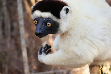 Lemure del Madagascar 